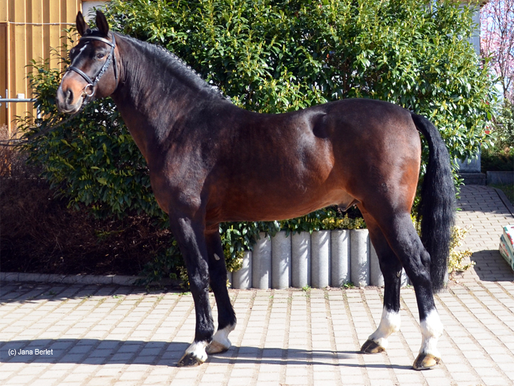 Warmblut Warmblut